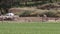 Lamb chases egyptian vulture away, Huerto, Spain