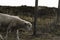 Lamb crossing farm fence. Northern white sheep on  Sylt island