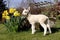 Lamb in daffodils