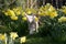 Lamb in daffodils