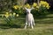 Lamb in daffodils