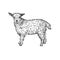 Lamb. Farm animal. Isolated realistic handmade drawing.