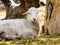 Lamb. Farm animals lamb. Animal lamb. The animal farm lamb. Whit