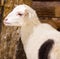 Lamb. Farm animals lamb. Animal lamb. White lamb looking at the