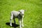 Lamb in a field of grass