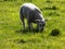 Lamb in Field, Northumberland, England