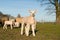 Lamb on a grassfield with other sheep in the background facing the camera on a sunny day