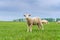 lamb grazes on a green field on a sunny day in summer