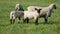 Lamb grazing eating grass and look at the camera.