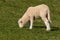 Lamb grazing on fresh meadow