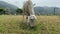 Lamb grazing on a green field. A flock of sheep on a farm