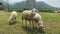 Lamb grazing on a green field. A flock of sheep on a farm
