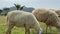 Lamb grazing on a green field. A flock of sheep on a farm