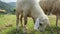 Lamb grazing on a green field. A flock of sheep on a farm