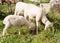 Lamb grazing green grass