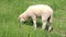 Lamb grazing on meadow