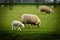 Lamb grazing near mama sheet in Holland.