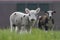 Lamb with green leaf in its mouth