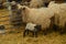 Lamb Inside A Farm Sucking Off His Mother In The Gorbeia Natural Park. Animals Nature Portraits.