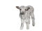 Lamb isolated on white background.