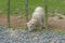 Lamb on its knees with its head through a fence