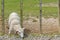 Lamb on its knees with its head through a fence