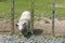 Lamb on its knees with its head through a fence