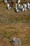 Lamb with King Penguins - Falkland Islands