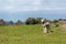 Lamb looking for his mother in the pasture. Spring and sunny day. Alburquerque, Extremadura, Spain.