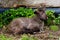 Lamb lying on grass