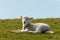 Lamb lying on grass