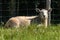 Lamb lying in the grass in the  English countryside