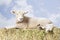 Lamb Lying On Hay Against Sky