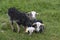 Lamb lying in the meadow