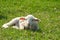 Lamb lying in pasture