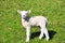Lamb,Meadow,East Frisia,Germany