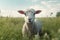 lamb meadow farm grass green field wool animal sheep sun. Generative AI.