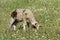 Lamb on the meadow with flowers