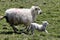 Lamb with mother