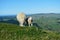 Lamb and mother in high meadow New Zealand