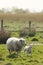Lamb and mother sheep