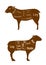 Lamb or mutton butcher cuts detailed diagram