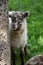 Lamb on pasture looking at the tree