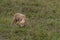 A lamb in a private open zoo