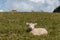 Lamb resting on grass