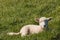 Lamb resting on spring meadow