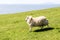 Lamb running quickly over a green field