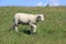 A lamb runs on a on the Island of Sylt