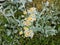 Lamb`s ear plant with white and yellow flowers