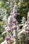 Lamb`s Ear Stachys byzantina blooming in garden outdoors on a sunny summer day